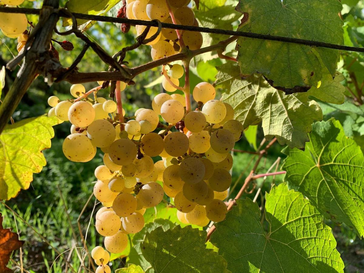קונז Zur Alten Rebe Ferienhaus Und Weingut מראה חיצוני תמונה