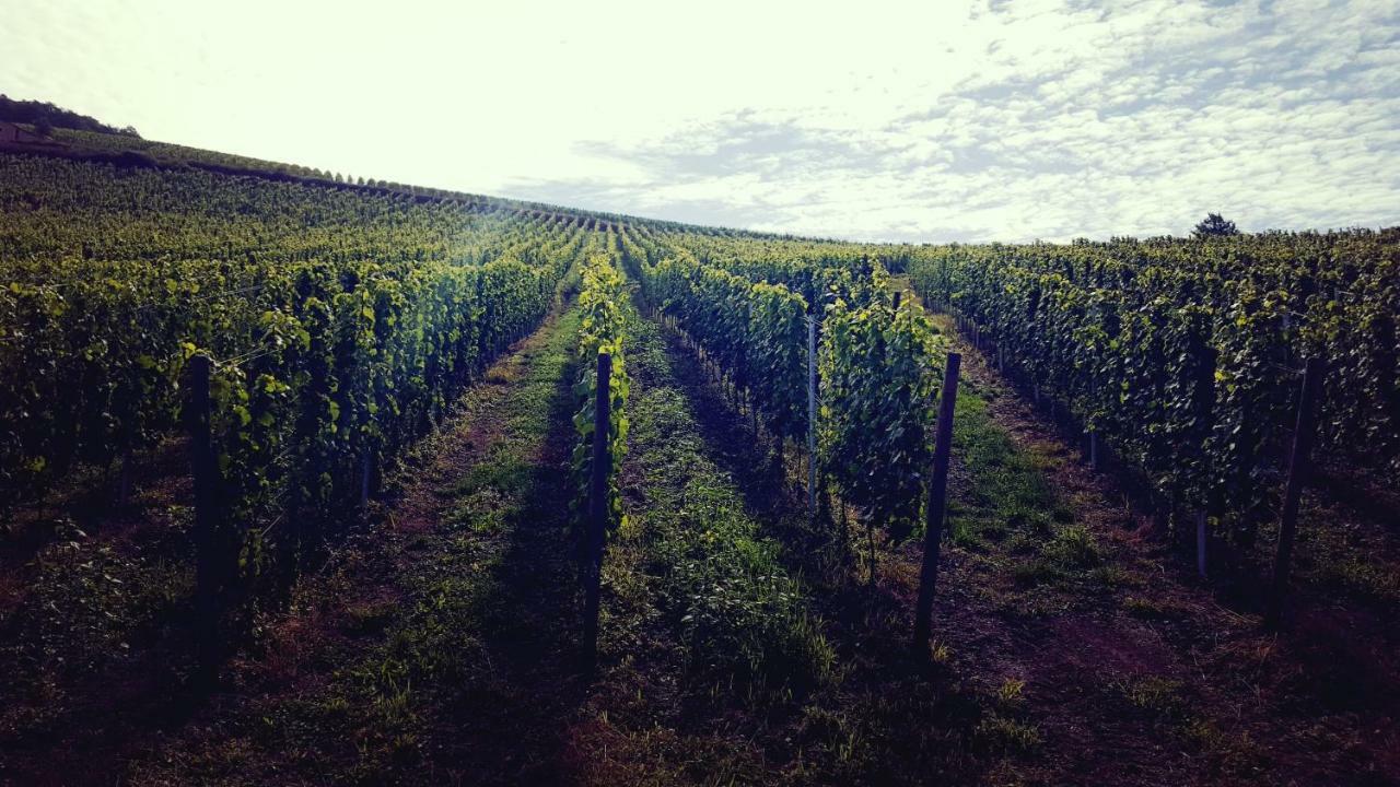 קונז Zur Alten Rebe Ferienhaus Und Weingut מראה חיצוני תמונה
